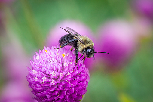 A common Eastern Bumble bee forages on a Gomphrena flower in early fall in the Laurentian forest.