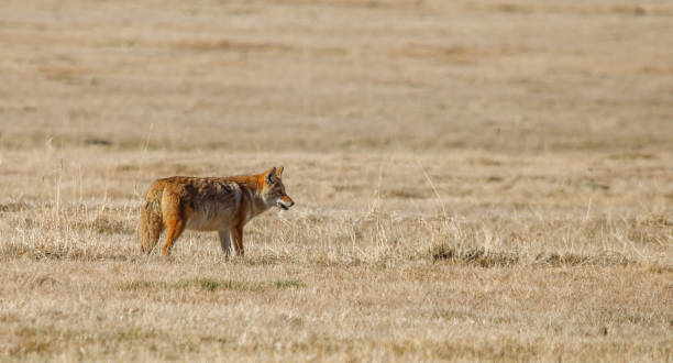 istock coyote hunting in the field 1367515630