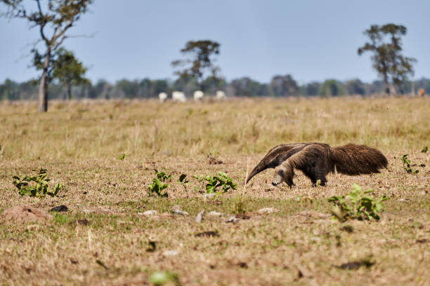 fourmilier géant marchant au-dessus d’une prairie d’une ferme dans le pantanal méridional. myrmecophaga tridactyla, également ours fourmi, est un mammifère insectivore originaire d’amérique centrale et du sud. - anteater animal nose animal ant photos et images de collection