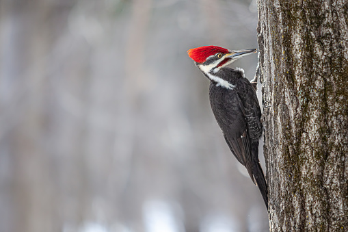 Large black woodpecker bird with red crest closeup in forest