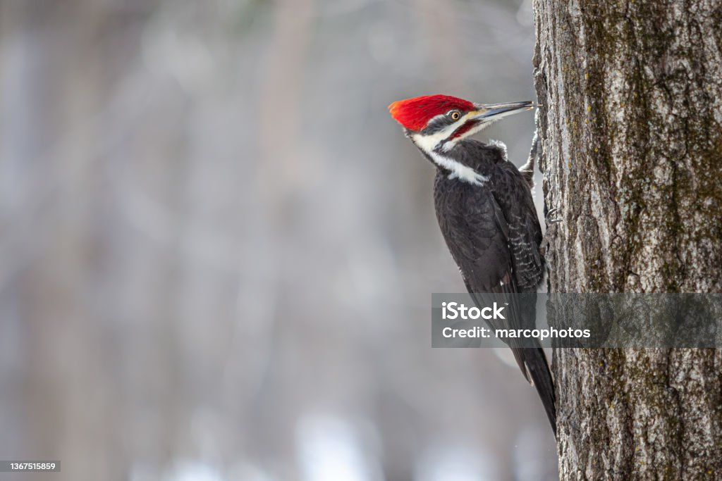 Grand Pic, (Dryocopus pileatus), Pileated woodpecker, Picamaderos Norteamericano. A Pileated Woodpecker searches for larvae to feed in the Laurentian Forest in winter. Pileated Woodpecker Stock Photo