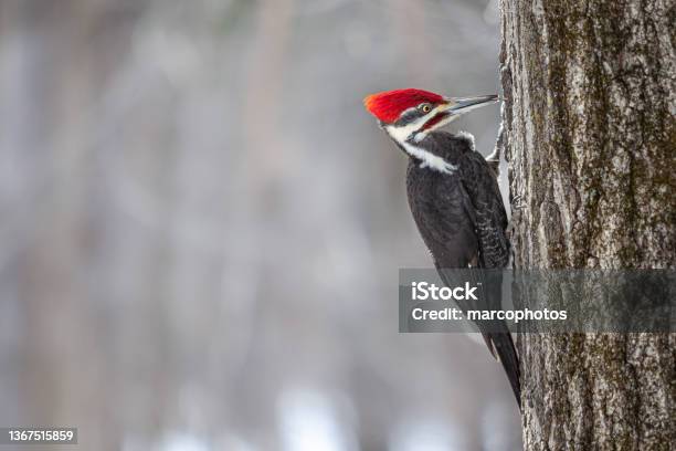 Grand Pic Pileated Woodpecker Picamaderos Norteamericano Stock Photo - Download Image Now