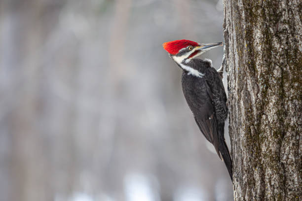 grand pic, (dryocopus pileatus), pica-pau empilhado, picamaderos norteamericano. - pileated woodpecker animal beak bird - fotografias e filmes do acervo