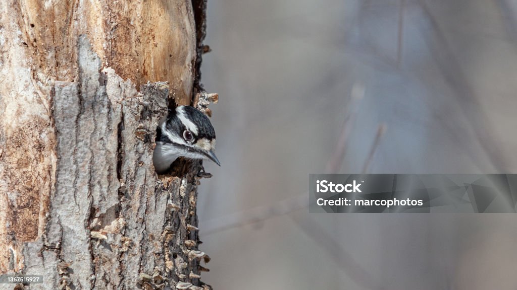 Pic mineur femelle, (Dryobates pubescens), female downy woodpecker, Pico Pubescente. The head of a female Downy Woodpecker in her nest, in early spring in the Laurentian Forest. Downy Woodpecker Stock Photo
