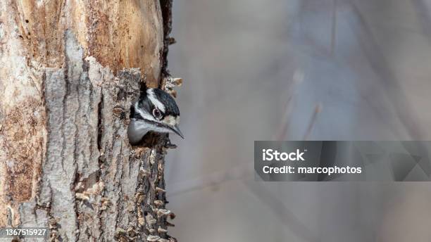 Pic Mineur Femelle Female Downy Woodpecker Pico Pubescente Stock Photo - Download Image Now
