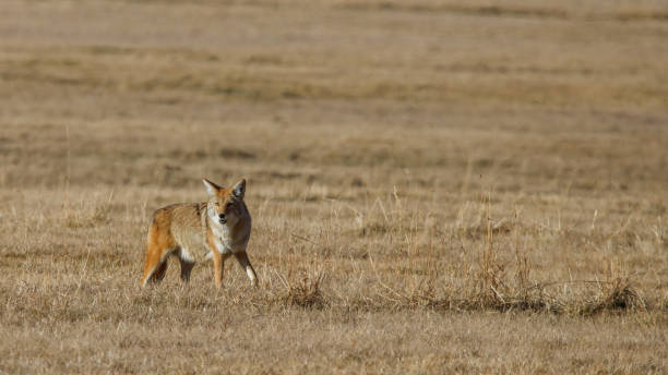 istock coyote hunting in the field 1367516612