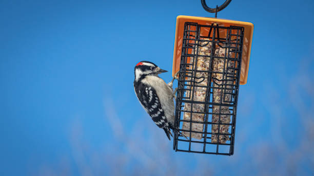 istock Male downy woodpecker on bird feeder. 1367516669