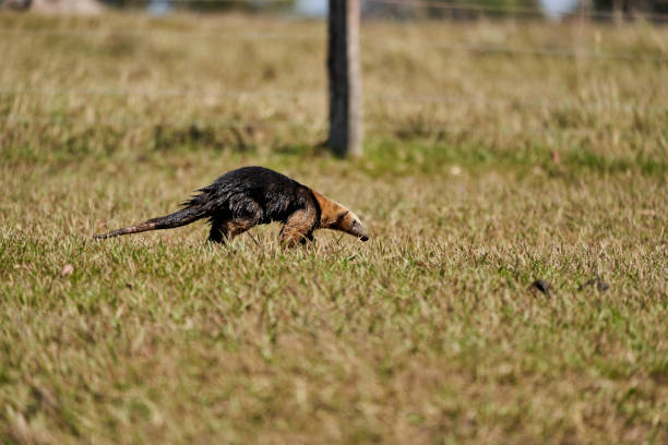 tamandua méridional, tamandua tetradactyla, également fourmilier à collier ou fourmilier inférieur, est une espèce de fourmilier d’amérique du sud, se nourrissant sur une prairie dans le pantanal méridional, brésil - southern tamandua photos et images de collection