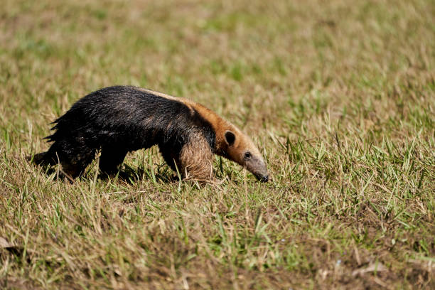 tamandua tetradactyla, tamandua tetradactyla, également fourmilier à collier ou fourmilier nain, est une espèce de fourmilier d’amérique du sud, se nourrissant dans un pré du sud du pantanal, au brésil. - southern tamandua photos et images de collection