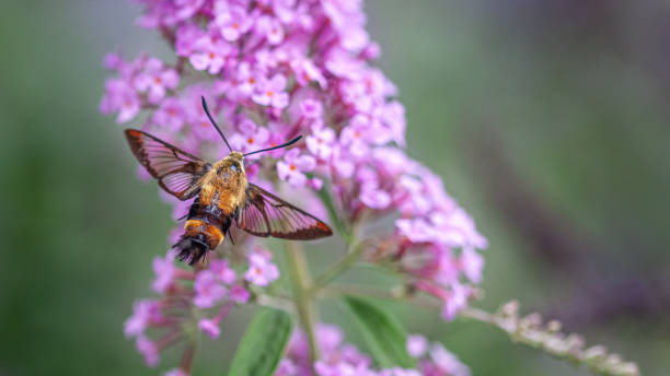 istock Sphinx colibri, (Hemaris thysbe), hummingbird clearwing. 1367516886