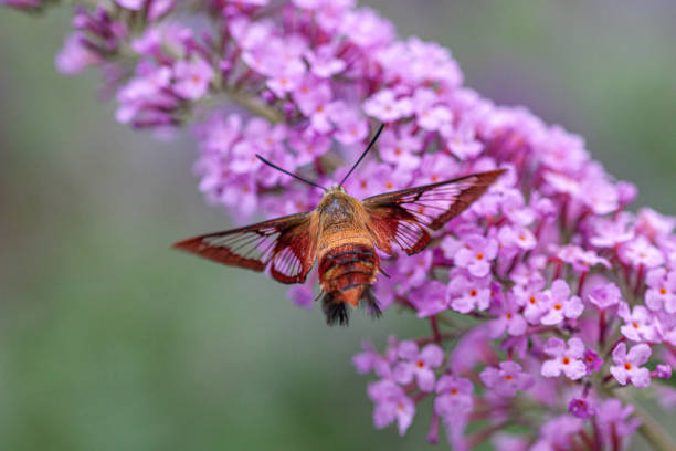 istock Sphinx colibri, (Hemaris thysbe), hummingbird clearwing. 1367517000