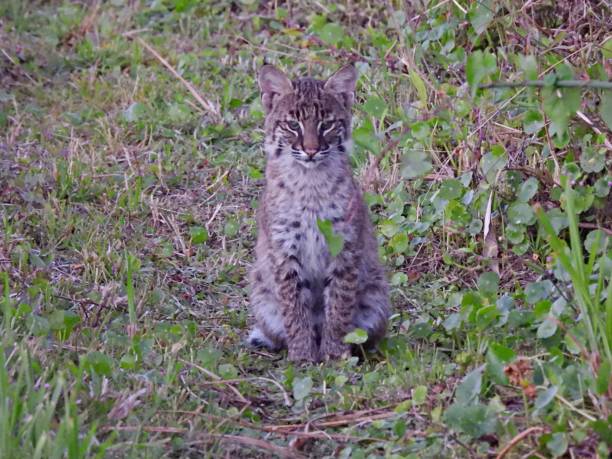 istock Bobcat (Lynx rufus) - kitten sitting in the grass 1367517082