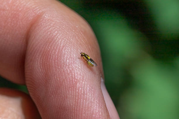 istock Thaumatomyia glabra, Chloropinae, Chloropidae. 1367517205