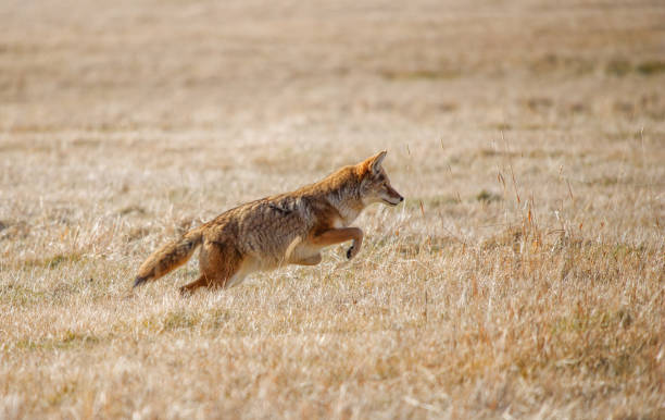 istock coyote hunting in the field 1367517893