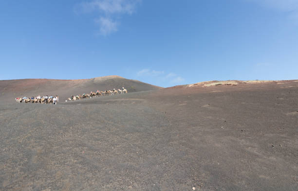 Camel ride at Timanfaya National Park in Lanzarote, Canary Islands, Spain stock photo