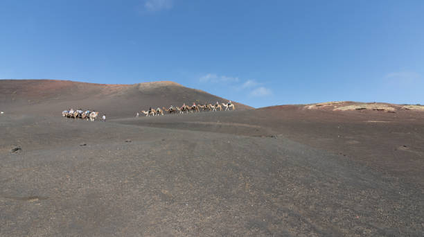 Camel ride at Timanfaya National Park in Lanzarote, Canary Islands, Spain stock photo