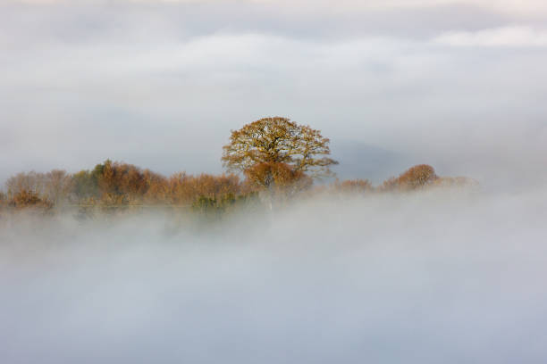 istock Trees emerging from swirling low level fog and a temperature inversion (Crickhowell, Wales) 1367518420