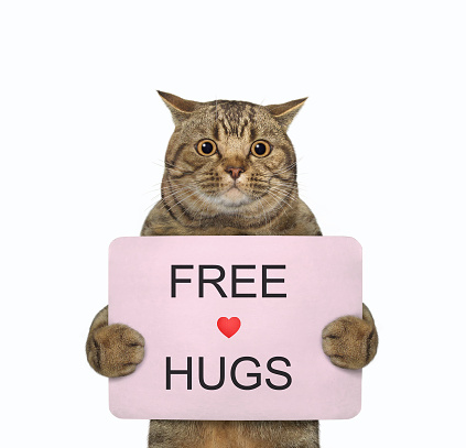 A beige cat holds a pink poster that says free hugs. White background. Isolated.