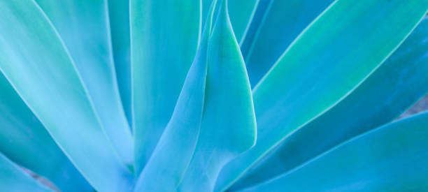 closeup agave cactus natural pattern background - thorn spiked flower head blossom imagens e fotografias de stock