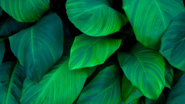 istock Full Frame of Green Leaves Pattern Background 1367519459
