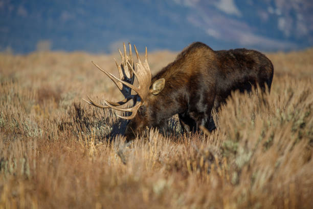 Bull moose in field in Tetons bull moose eating in field in Tetons bull moose stock pictures, royalty-free photos & images