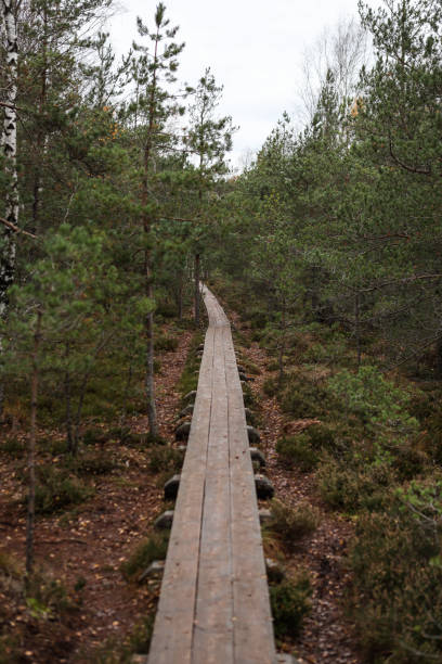 istock Nature forest wood hiking trail through swamp. 1367520383