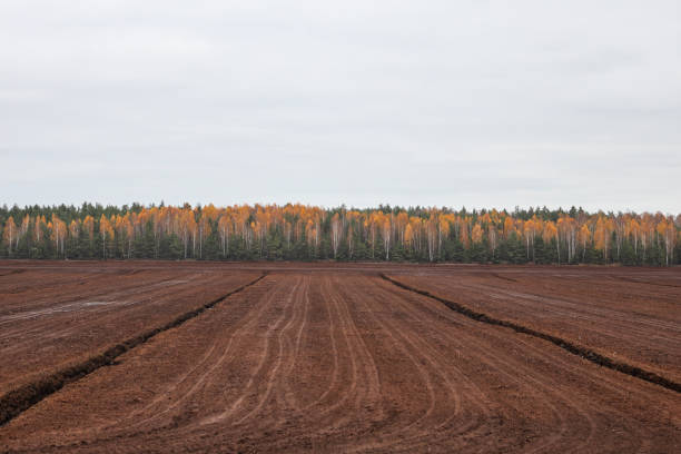 Landscape view of peat bog moss turbary. Photo taken on a warm overcast autumn day.