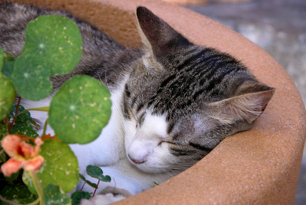 istock Sleeping cat in the flower pot 1367521553
