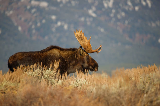 istock Bull moose in field in Tetons 1367521613