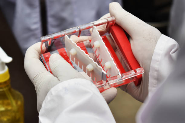 istock Potato Leaf DNA Extraction Procedure in Laboratory. 1367521750