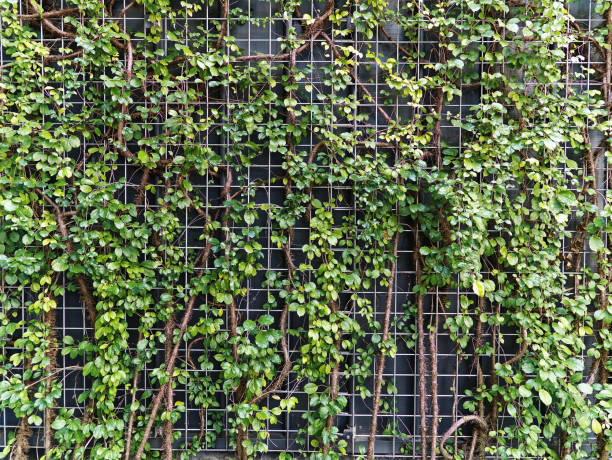 istock Green Climbing Plants Over Steel Wire Mesh Wall 1367521835
