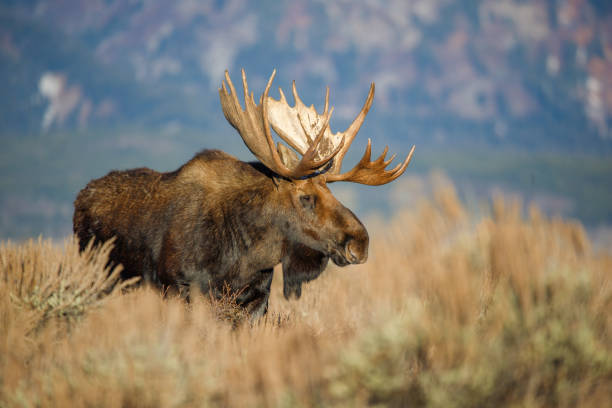 istock Bull moose in field in Tetons 1367521982