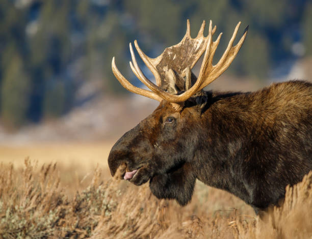 istock Bull moose in field in Tetons 1367522690