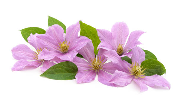 istock Pink clematis with green leaves. 1367523168