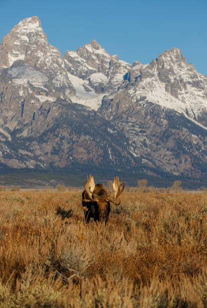 istock Bull moose in field in Tetons 1367525196