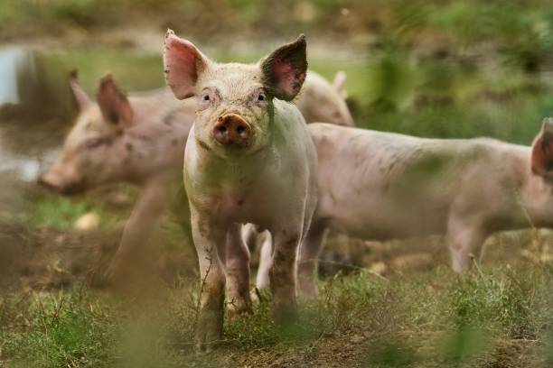 portret ciekawskiego małego prosiaka patrzącego w aparat - livestock pink agriculture nature zdjęcia i obrazy z banku zdjęć