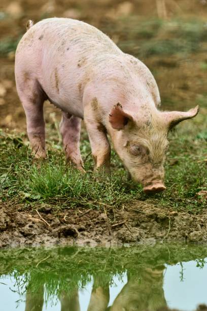 istock a little pink curious piglet looks at his reflection in a puddle 1367525311