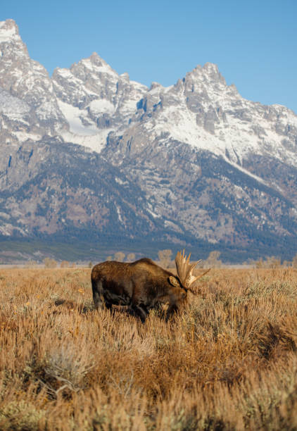 istock Bull moose in field in Tetons 1367526063