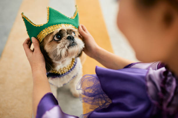 He will be the king of the Mardi Gras carnival! Close-up of woman putting a crown on dog's head while preparing for Mardi Gras carnival at home. carnival mask women party stock pictures, royalty-free photos & images