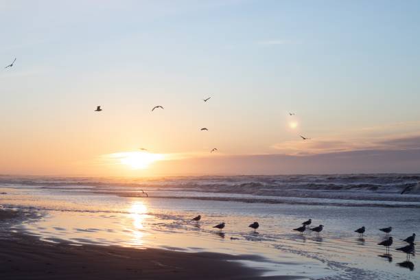 istock North Sea sunset landscape. Nordjylland (North Jutland Region), Denmark 1367527206