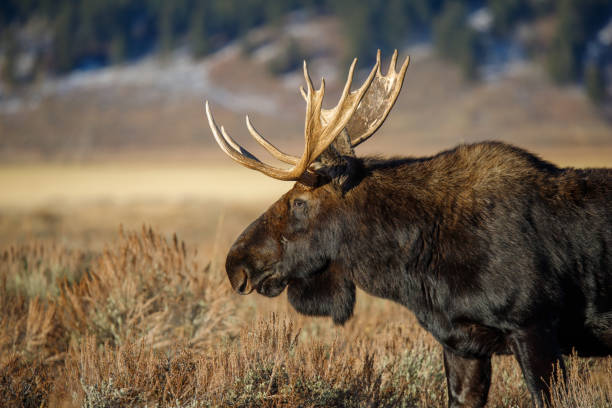 istock Bull moose in field in Tetons 1367527291