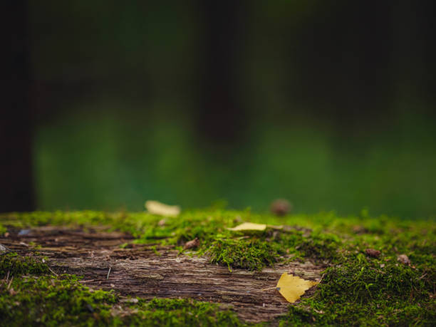 traditional forest of central Russia, summer sunset. Scenic forest of fresh green trees, beautiful park, summer landscape, birch grove, fir forest summer landscape. close-up detail of the forest