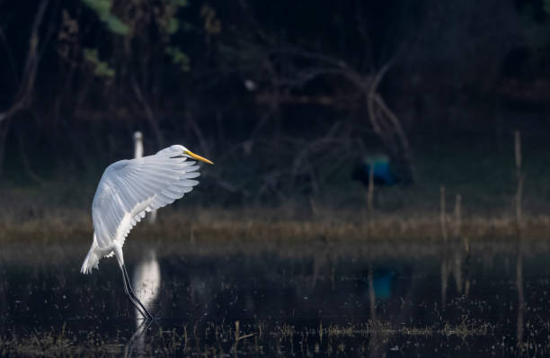 mittlerer reihervogel - egret water bird wildlife nature stock-fotos und bilder