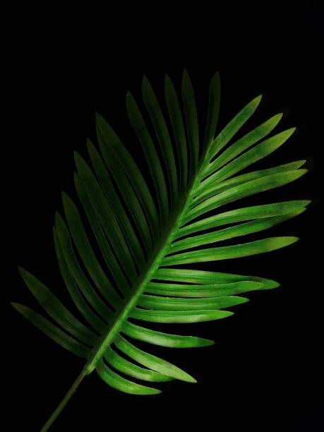istock The green leaf  on the background. 1367528428
