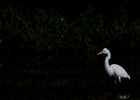 Intermediate egret (Ardea intermedia) bird in  forest.