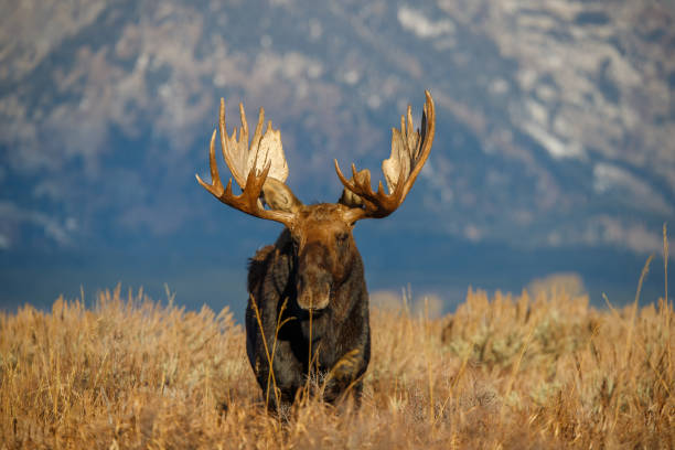 bull moose eating in field in Tetons