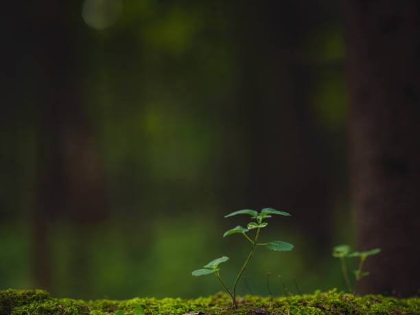 istock traditional forest of central Russia, summer sunset 1367529133