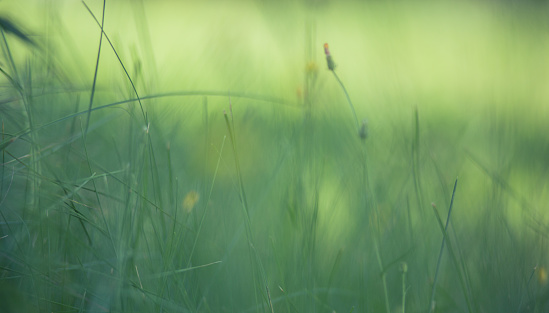 Green grass in sunlight leaks with bokeh, natural background with selective focus, copy space