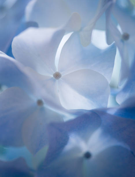 Extreme close-up of fresh blue hydrangea flowers growing on plant against abstract background