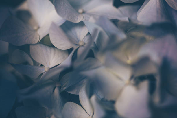 Close-up of blue hydrangea.